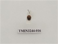 藏品(茄二十八星瓢蟲)的圖片